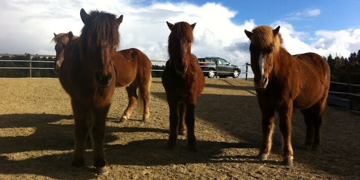 Praktikum bei Magnus Horse Sense